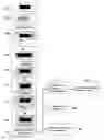 Fig. 01 - Cannulas, Collars for Implantable Devices, and Corresponding Systems and Methods