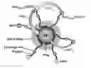 Fig. 01 - Concentric forster resonance energy transfer relay for the parallel detection of two bio/physicochemical process