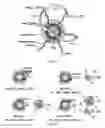 Fig. 02 - Concentric forster resonance energy transfer relay for the parallel detection of two bio/physicochemical process