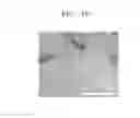 Fig. 08 - Heterogeneous layered structure, method of preparing the heterogeneous layered structure, and electronic device including the heterogeneous layered structure