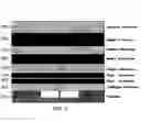 Fig. 06 - Monolithic sun sensors assemblies thereof