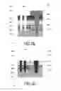 Fig. 08 - STRUCTURE AND METHOD FOR PROTECTED PERIPHERY SEMICONDUCTOR DEVICE