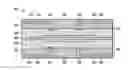 Fig. 01 - Stacked microelectronic packages having sidewall conductors and methods for the fabrication thereof