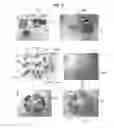 Fig. 04 - Rodent Ionizing Radiation Treatment Device
