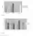 Fig. 08 - THERMO-SENSITIVE BONE GROWTH COMPOSITIONS