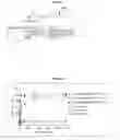 Fig. 02 - Synthesis and composition of amino acid linking groups conjugated to compounds used for the targeted imaging of tumors