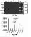 Fig. 02 - USE OF COELENTERAZINE FOR IMAGING INSULIN-GENERATING BETA-CELLS