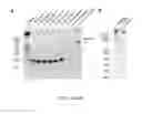 Fig. 34 - Nucleotide-specific recognition sequences for designer TAL effectors