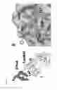 Fig. 08 - Interferon alpha and omega antibody antagonists