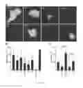 Fig. 02 - METHODS AND COMPOSITIONS FOR INHIBITING STAPHYLOCOCCUS AGGLUTINATION IN BLOOD