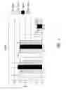 Fig. 02 - Immunologically active polypeptide