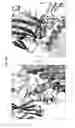 Fig. 06 - Prefusion RSV F proteins and their use