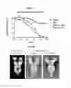 Fig. 08 - Prefusion RSV F proteins and their use