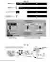 Fig. 02 - Novel methods for providing long-term protective immunity against rabies in animals, based upon administration of replication-deficient flavivirus expressing rabies G