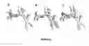 Fig. 09 - Polymorph compositions, methods of making, and uses thereof