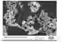 Fig. 01 - High Cleaning Silica with Low Abrasion and Method for Making Same