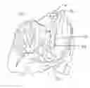 Fig. 01 - METHODS FOR PROCESSING POULTRY THIGH MEAT