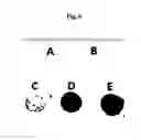 Fig. 06 - Method for manufacturing multi-functional bio-material conjugate using two kinds of particle, and multi-functional bio-material conjugate manufactured by means of same