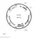 Fig. 02 - Methods for Fully Segregating Recombinant Marine Cyanobacteria