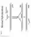 Fig. 02 - Methods of Hybridizing Probes to Genomic DNA