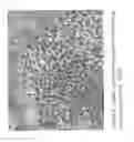 Fig. 07 - Blue fluorescent protein and methods of use thereof