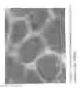 Fig. 08 - Blue fluorescent protein and methods of use thereof