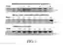 Fig. 02 - COMPOSITIONS AND METHODS FOR DIAGNOSIS OF SCHIZOPHRENIA