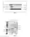 Fig. 02 - BIOMARKERS FOR MULTIPLE SCLEROSIS
