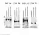 Fig. 02 - Method for producing recombinant prothrombin, vector DNA, and reagent kit