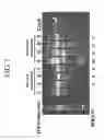 Fig. 07 - Methods and compositions for inactivating alpha 1,6 fucosyltransferase (FUT8) gene expression
