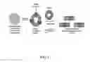 Fig. 02 - Nanolipoprotein particles comprising a natural rubber biosynthetic enzyme complex and related products, methods and systems