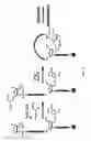 Fig. 06 - Synthetic lariat RNA for RNA interference