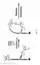 Fig. 07 - Synthetic lariat RNA for RNA interference