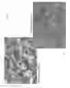 Fig. 02 - DIFFERENTIATED CELLULAR COMPOSITIONS AND METHODS FOR THEIR PREPARATION AND USE