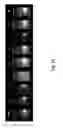 Fig. 07 - Rare earth spatial/spectral barcodes for multiplexed biochemical testing