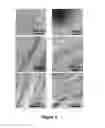 Fig. 06 - Light induced nanowire assembly
