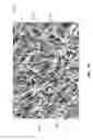 Fig. 22 - Serially deposited fiber materials and associated devices and methods