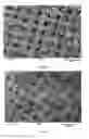 Fig. 06 - Fabric phase sorptive extractors