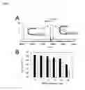 Fig. 02 - MODIFICATION OF POLYPEPTIDES