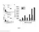 Fig. 02 - CHLAMYDIA-SPECIFIC CD8+ T CELLS AND METHODS OF ISOLATING