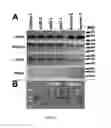 Fig. 06 - CHLAMYDIA-SPECIFIC CD8+ T CELLS AND METHODS OF ISOLATING