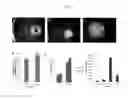 Fig. 03 - Engineered liver tissues, arrays thereof, and methods of making the same