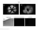 Fig. 10 - Engineered liver tissues, arrays thereof, and methods of making the same