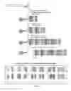Fig. 02 - Methods of Transcription Activator Like Effector Assembly