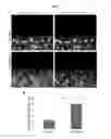 Fig. 07 - COMPOSITIONS AND TREATMENTS BASED ON CADHERIN MODULATION