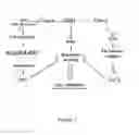 Fig. 02 - Compositions and Methods for Treating Ischemia and Ischemia-Reperfusion Injury