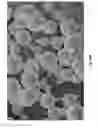 Fig. 07 - Resorbable oxidized cellulose embolization microspheres