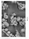 Fig. 08 - Resorbable oxidized cellulose embolization microspheres