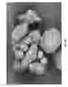 Fig. 09 - Resorbable oxidized cellulose embolization microspheres
