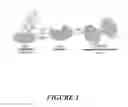 Fig. 02 - Prochelators as broad-spectrum antimicrobial agents and methods of use